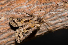 Agrotis vestigialis / Kiefernsaateule / Nachtfalter - Eulenfalter - Noctuidae - Noctuinae