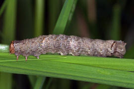 Allophyes oxyacanthae / Weidorneule / Nachtfalter - Eulenfalter - Noctuidae - Psaphidinae