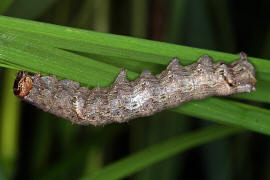 Allophyes oxyacanthae / Weidorneule / Nachtfalter - Eulenfalter - Noctuidae - Psaphidinae