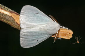 Arctornis l-nigrum / Schwarzes L / Nachtfalter - Eulenfalter - Erebidae - Trgspinner - Lymantriinae