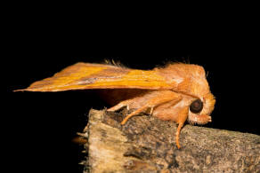 Atethmia centrago / Ockergelbe Escheneule / Nachtfalter - Eulenfalter - Noctuidae - Xyleninae