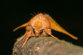 Atethmia centrago / Ockergelbe Escheneule / Nachtfalter - Eulenfalter - Noctuidae - Xyleninae