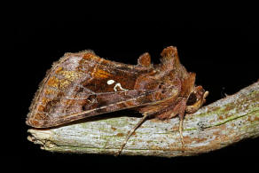 Autographa pulchrina / Ziest-Silbereule / Nachtfalter - Eulenfalter - Noctuidae - Plusiinae