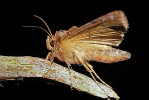 Autographa pulchrina / Ziest-Silbereule / Nachtfalter - Eulenfalter - Noctuidae - Plusiinae