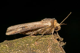 Axylia putris / Putris-Erdeule / Gebschflur-Bodeneule / Nachtfalter - Eulenfalter - Noctuidae - Noctuinae