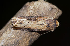 Axylia putris / Putris-Erdeule / Gebschflur-Bodeneule / Nachtfalter - Eulenfalter - Noctuidae - Noctuinae