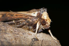 Axylia putris / Putris-Erdeule / Gebschflur-Bodeneule / Nachtfalter - Eulenfalter - Noctuidae - Noctuinae