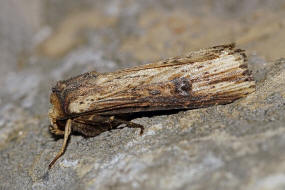 Axylia putris / Putris-Erdeule / Gebschflur-Bodeneule / Nachtfalter - Eulenfalter - Noctuidae - Noctuinae