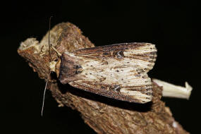 Axylia putris / Putris-Erdeule / Gebschflur-Bodeneule / Nachtfalter - Eulenfalter - Noctuidae - Noctuinae