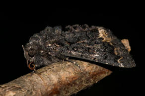 Catephia alchymista / Weies Ordensband / Nachtfalter - Eulenfalter - Erebidae - Erebinae