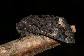 Catephia alchymista / Weies Ordensband / Nachtfalter - Eulenfalter - Erebidae - Erebinae