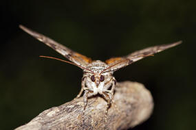 Catocala fulminea / Gelbes Ordensband / Nachtfalter - Eulenfalter - Erebidae - Erebinae