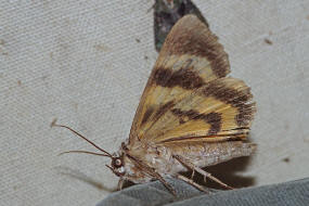 Catocala fulminea / Gelbes Ordensband / Nachtfalter - Eulenfalter - Erebidae - Erebinae