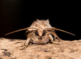 Cerastis rubricosa / Rotbraune Frhlings-Bodeneule / Nachtfalter - Eulenfalter - Noctuidae - Noctuinae