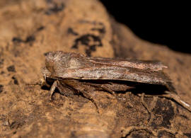 Cerastis rubricosa / Rotbraune Frhlings-Bodeneule / Nachtfalter - Eulenfalter - Noctuidae - Noctuinae