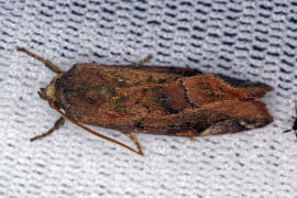 Cosmia pyralina / Violettbraune Ulmeneule / Eulenfalter - Noctuidae - Xyleninae