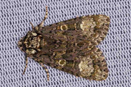 Craniophora ligustri / Ligustereule / Liguster-Rindeneule / Nachtfalter - Eulenfalter - Noctuidae - Acronictinae