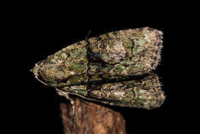 Cryphia algae / Dunkelgrne Flechteneule / Nachtfalter - Eulenfalter - Noctuidae - Bryophilinae