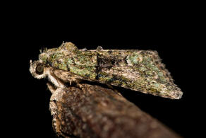 Cryphia algae / Dunkelgrne Flechteneule / Nachtfalter - Eulenfalter - Noctuidae - Bryophilinae