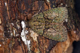 Cryphia algae / Dunkelgrne Flechteneule / Nachtfalter - Eulenfalter - Noctuidae - Bryophilinae