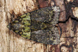 Cryphia algae / Dunkelgrne Flechteneule / Nachtfalter - Eulenfalter - Noctuidae - Bryophilinae