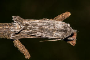 Cucullia umbratica / Schatten-Mnch / Nachtfalter - Eulenfalter - Noctuidae - Cuculliinae
