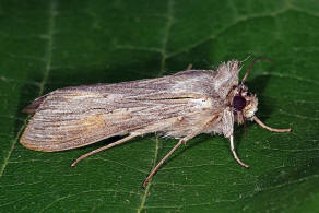 Cucullia umbratica / Schatten-Mnch / Nachtfalter - Eulenfalter - Noctuidae - Cuculliinae