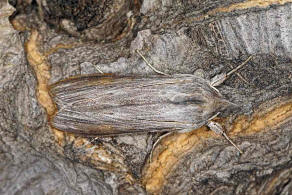 Cucullia umbratica / Schatten-Mnch / Nachtfalter - Eulenfalter - Noctuidae - Cuculliinae