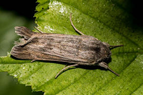 Cucullia umbratica / Schatten-Mnch / Nachtfalter - Eulenfalter - Noctuidae - Cuculliinae