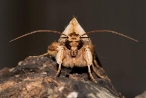 Cucullia (=Shargacucullia) / Knigskerzen-Mnch / Nachtfalter - Eulenfalter - Noctuidae - Cuculliinae