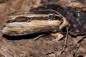 Cucullia (=Shargacucullia) / Knigskerzen-Mnch / Nachtfalter - Eulenfalter - Noctuidae - Cuculliinae