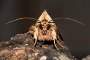 Cucullia (=Shargacucullia) / Königskerzen-Mönch / Nachtfalter - Eulenfalter - Noctuidae - Cuculliinae