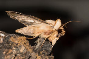 Cucullia (=Shargacucullia) / Knigskerzen-Mnch / Nachtfalter - Eulenfalter - Noctuidae - Cuculliinae