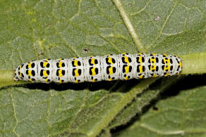 Cucullia (=Shargacucullia) / Knigskerzen-Mnch / Nachtfalter - Eulenfalter - Noctuidae - Cuculliinae