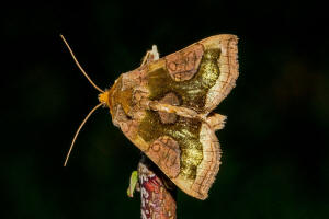 Diachrysia stenochrysis / Tutts Messingeule / Nachtfalter - Eulenfalter - Noctuidae - Plusiinae