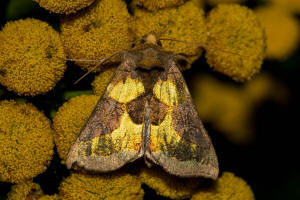 Diachrysia stenochrysis / Tutts Messingeule / Nachtfalter - Eulenfalter - Noctuidae - Plusiinae