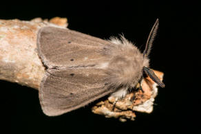 Diaphora mendica / Grauer Fleckleibbr / Graubr / Nachtfalter - Eulenfalter - Erebidae - Brenspinner - Arctiinae