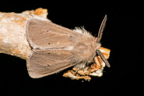 Diaphora mendica / Grauer Fleckleibbr / Graubr / Nachtfalter - Eulenfalter - Erebidae - Brenspinner - Arctiinae