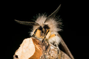 Diaphora mendica / Grauer Fleckleibbr / Graubr / Nachtfalter - Eulenfalter - Erebidae - Brenspinner - Arctiinae