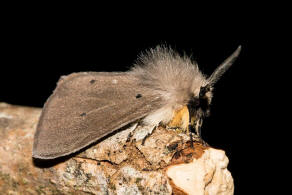 Diaphora mendica / Grauer Fleckleibbr / Graubr / Nachtfalter - Eulenfalter - Erebidae - Brenspinner - Arctiinae