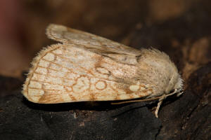 Dicycla oo / Eichen-Nulleneule / Nachtfalter - Eulenfalter - Noctuidae - Xyleninae