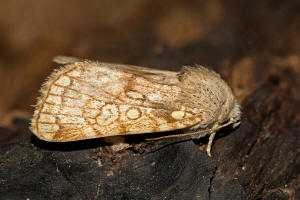 Dicycla oo / Eichen-Nulleneule / Nachtfalter - Eulenfalter - Noctuidae - Xyleninae