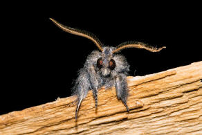 Diloba caeruleocephala / Blaukopf / Nachtfalter - Eulenfalter - Noctuidae - Dilobinae