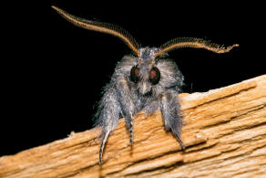 Diloba caeruleocephala / Blaukopf / Nachtfalter - Eulenfalter - Noctuidae - Dilobinae