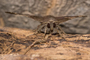 Dysgonia algira / Dunkelbraune Brombeereule / Nachtfalter - Eulenfalter - Erebidae - Erebinae