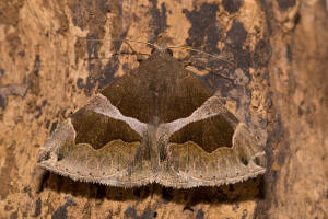 Dysgonia algira / Dunkelbraune Brombeereule / Nachtfalter - Eulenfalter - Erebidae - Erebinae