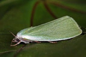 Earias clorana / Weiden-Kahneulchen / Grneulchen / Nachtfalter - Eulenfalter - Noctuidae - Kahneulchen - Nolinae