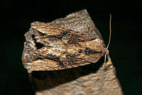 Egira conspicillaris / Holzrindeneule / Nachtfalter - Eulenfalter - Noctuidae - Hadeninae