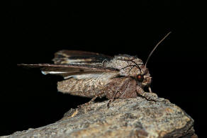 Egira conspicillaris / Holzrindeneule / Nachtfalter - Eulenfalter - Noctuidae - Hadeninae