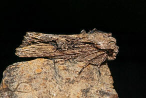 Egira conspicillaris / Holzrindeneule / Nachtfalter - Eulenfalter - Noctuidae - Hadeninae